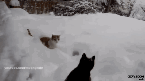 cats2.gif